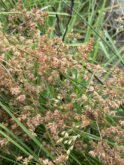 Juncus capensis