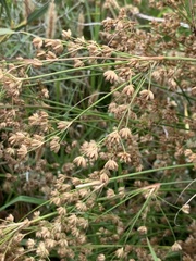 Juncus capensis