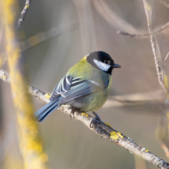 Parus major