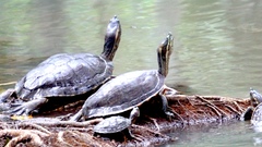 Trachemys venusta