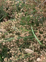 Juncus capensis