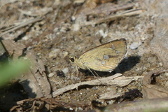 Scobura isota