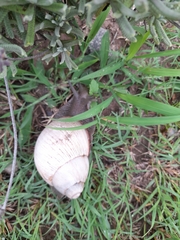 Megalobulimus lorentzianus