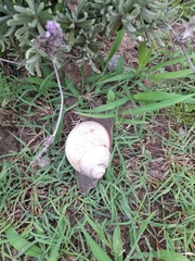 Megalobulimus lorentzianus