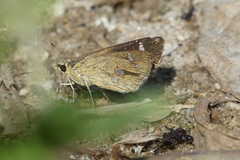 Scobura isota