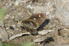Scobura isota