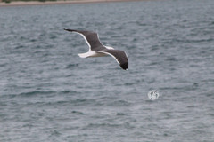 Larus livens