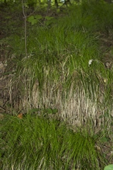 Carex lucorum austrolucorum