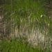 Carex lucorum austrolucorum - Photo (c) Dwayne Estes,  זכויות יוצרים חלקיות (CC BY-NC), uploaded by Dwayne Estes