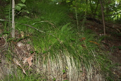 Carex lucorum austrolucorum