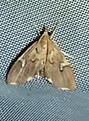Deuterophysa