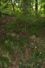 Carex lucorum austrolucorum