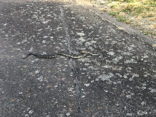 Tiger Snake sighting