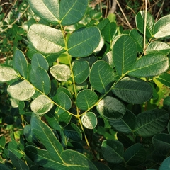 Cenostigma bracteosum