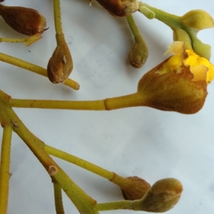 Cenostigma bracteosum