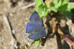 Hypolycaena erylus