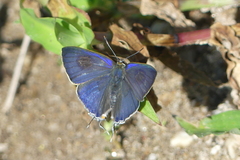 Hypolycaena erylus