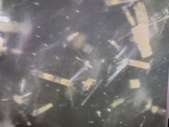 Corethron