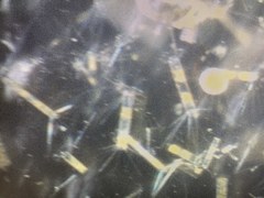 Corethron