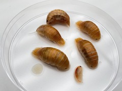 Natatolana