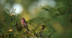 Carpodacus rodochroa