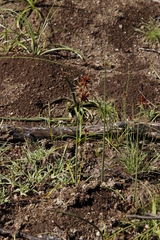 Cyperus rupestris