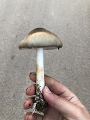 Volvopluteus gloiocephalus