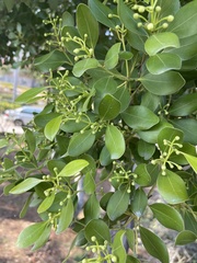 Cinnamomum reticulatum