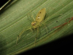 Astilodes mariae