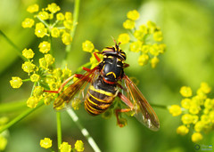 Spilomyia diophthalma