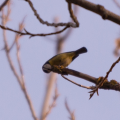 Cyanistes caeruleus