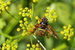 Spilomyia diophthalma