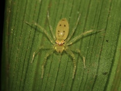 Astilodes mariae