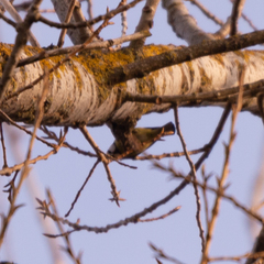 Cyanistes caeruleus