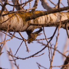 Cyanistes caeruleus