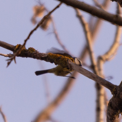 Cyanistes caeruleus