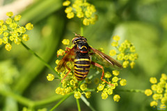 Spilomyia diophthalma