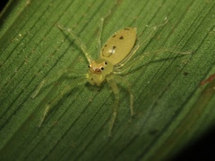 Astilodes mariae