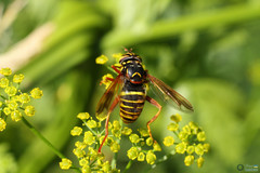 Spilomyia diophthalma
