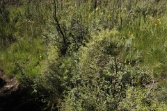 Asparagus stellatus