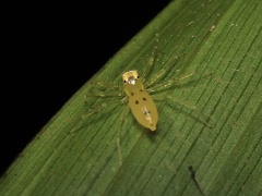 Astilodes mariae