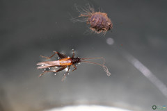 Stenonemobius bicolor