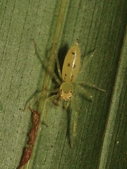 Astilodes mariae
