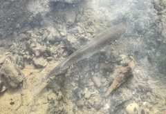 Planiliza subviridis