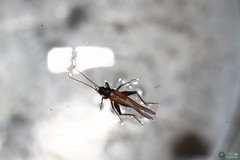 Stenonemobius bicolor