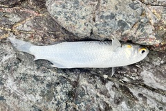 Planiliza subviridis