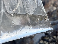 Planiliza subviridis