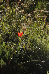 Gladiolus saundersii