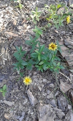Pentanema salicinum