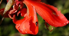 Gladiolus saundersii